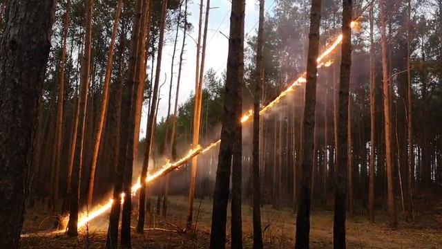 Красивое замыкание дерева на ЛЭП?