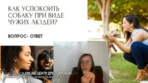 Как отучить собаку бежать к людям и собакам. Отучаем реагировать на людей
