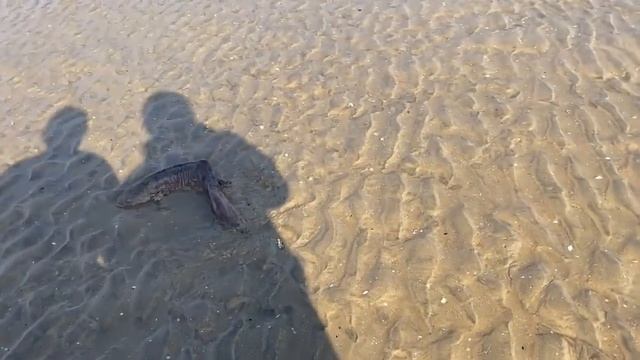 【English sub】小章赶海，翻到一窝八爪鱼，海龟到处蹦，大鱼也上货！Octopus#turtle#bigfish
