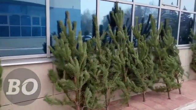 Ёлочные базары в Отрадном начали работу сегодня смотреть онлайн