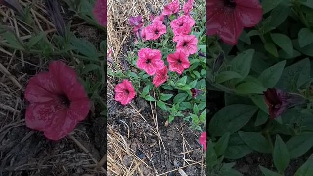 ПЕТУНИЯ ТАЙДАЛ НА КОМПОСТНОЙ КУЧЕ В ИЮЛЕ 2022 Г смотреть онлайн