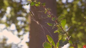 Panasonic Lumix GH5 / Lumix Vario 12-35 F2.8 / Dual I.S.2