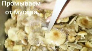 PHOLIOTA ELEGANS.Чешуйчатка изящная. PHOLIOTA LENTA.Чешуйчатка клейкая.