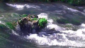 Зарядка воды звуками природы.Шум воды.Пение птиц.
