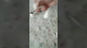 Как подклеить уши биверу йорку