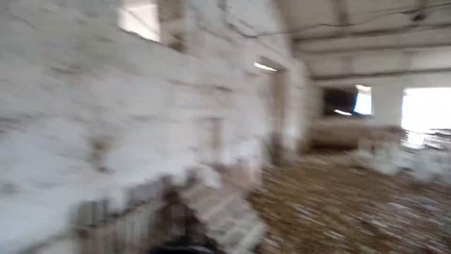 Содержание гусей полезные советы 2.1