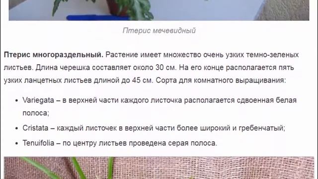 Птерис – изящный тропический папоротник смотреть онлайн