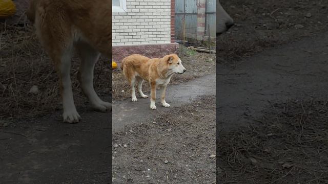 Ранно встаёт охранна... Сарычка 6  месяцев..Дочь Бугра .