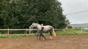 Работа с лошадью в руках