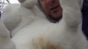 Случка кроликов 100% результат!!! Определение охоты крольчихи!! Определение что крольчиха покрылась