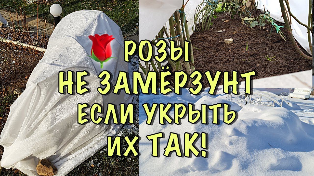 ХВАТИТ ТЕРЯТЬ РОЗЫ! Как ПРОСТО и НАДЁЖНО укрыть РОЗЫ НА ЗИМУ. ПОДРОБНАЯ ИНСТРУКЦИЯ