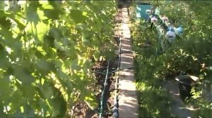 Хурма первый сезон вегетации