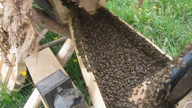 КОЛОДНОЕ ПЧЕЛОВОДСТВО - 4. Заселяем свой первый рой!!! смотреть онлайн