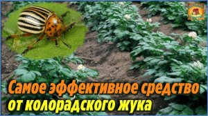 Теперь у меня нет жуков на картошке Дачные Хитрости для Садовода и Огородника