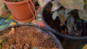 Как зимуют Гортензии в горшках.