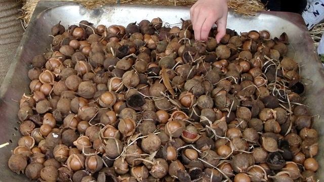 Макадамия - так называемый австралийский орех