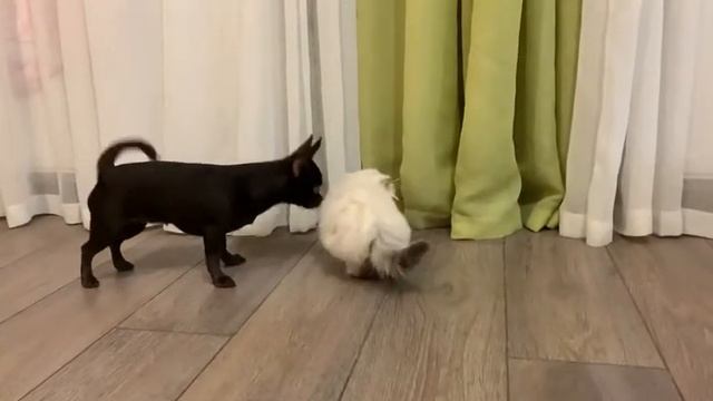 Котенок и щенок смотреть онлайн