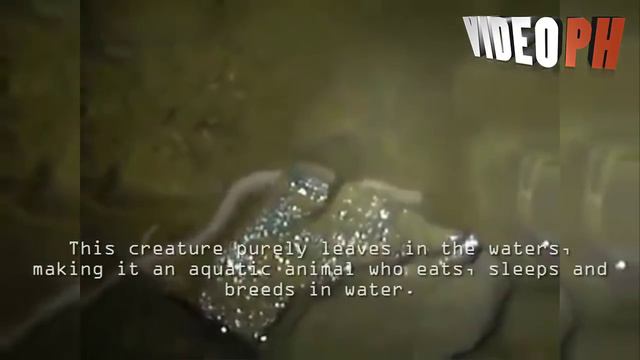 Real baby dragon caught on camera? смотреть онлайн