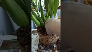 Заметки практика. Зрим в корень! Целогина Флассида.