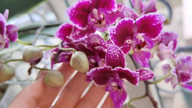ФЕВРАЛЬ время ЛЮБОВАТЬСЯ ШИКАРНЫМ ЦВЕТЕНИЕм ОРХИДЕЙ, Релакс для ДУШИ под МУЗЫКУ ? смотреть онлайн