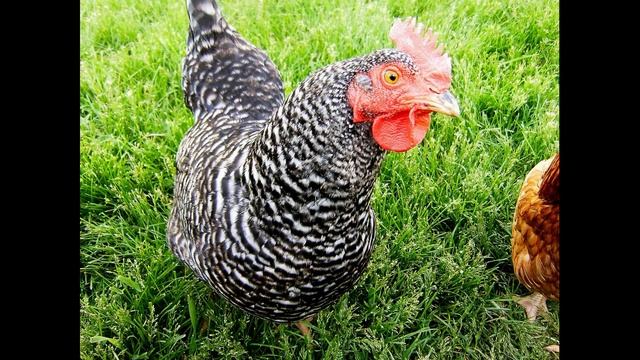 Eng ko`p tuxum tug`adigan zotdor tovuqlar смотреть онлайн