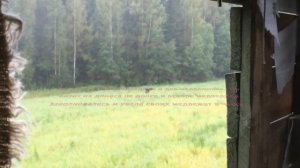 Охота на Медведя с лабаза. Охота в Кировской области на овсах.