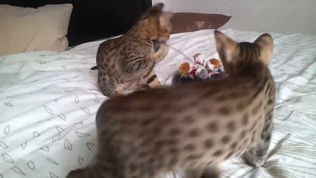 Hunter и Gasparo оцикет котята мальчики смотреть онлайн