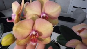 Орхидеи в оттенках Легато в полном роспуске. Самые нежные оттенки орхидей.