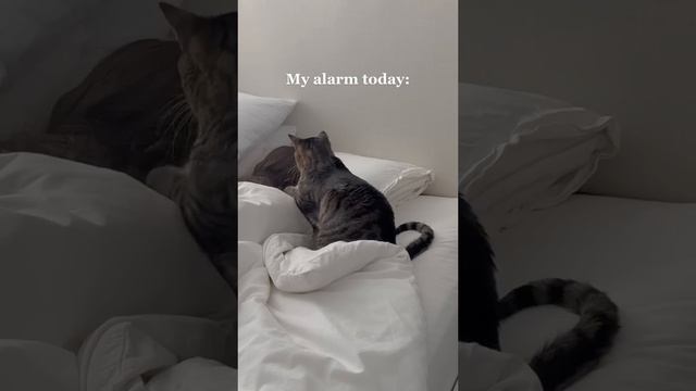 How my cat woke me up today