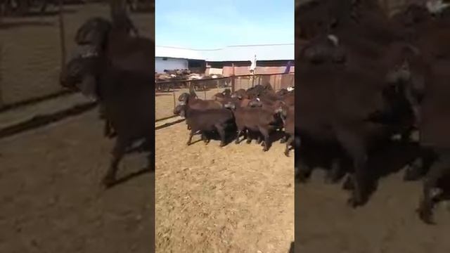 Разведение и реализация овец Гиссарской породы