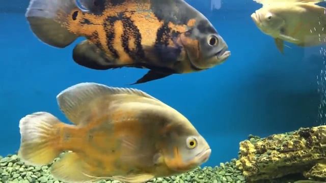 Астронотусы в домашнем аквариуме смотреть онлайн