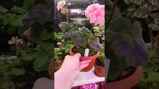 Моя коллекция пеларгоний. Лили Грета. смотреть онлайн