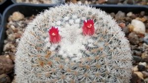 Маммиллярия хааге альбидула