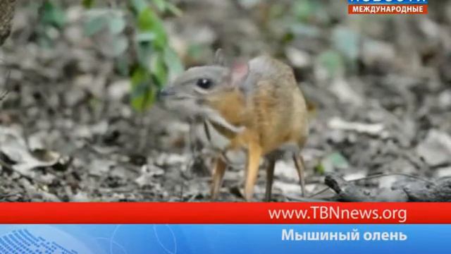 Мышиный олень смотреть онлайн