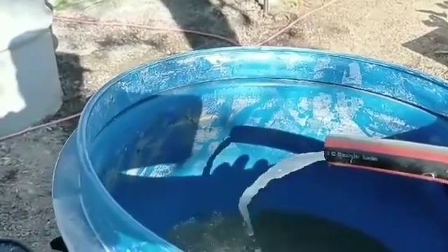 Когда Абиссинка дает маленький дебет. 8-953-165-89-63. смотреть онлайн