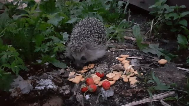 ЕЖ НА ДАЧЕ. Угощаем ежиху ужином. А Вы с нами!? Гости из леса. Ночные хозяева дачи. Дикие гости. смотреть онлайн