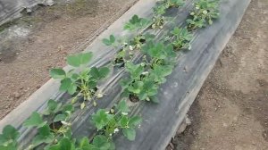 Чего не стоит делать на клубнике ...!!!!!!!