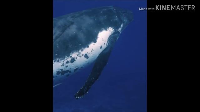 ВЕЛИЧИЕ И КРАСОТА ОКЕАНА. КИТЫ.АКУЛЫ смотреть онлайн