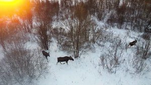Лоси. Молоковский район.