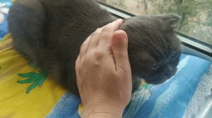 Наше кошачье царство