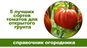 5 лучших сортов томатов для открытого грунта.