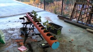 Клубника в трубах. Первый опыт.