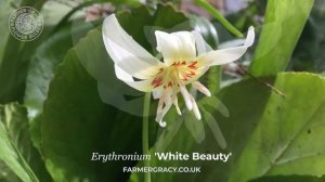 Erythronium 'White Beauty' - FarmerGracy.co.uk