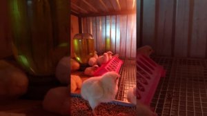 Водянка и причина её появления.