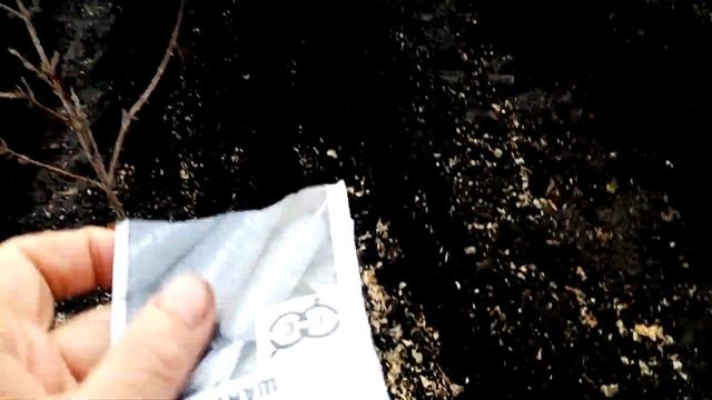 Посев СЕМЯН МОРКОВИ под ЗИМУ (НАНТСКАЯ. ШАНТАНЭ .ВИТАМИННАЯ . КАРАТЕЛь. 29.11.2019г.