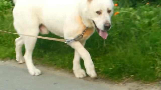 СТАВРОПОЛЬ Пит-к АДИС АСКЕРКоб.АДИС АСКЕР МЕДЖАЛ 2г. . смотреть онлайн