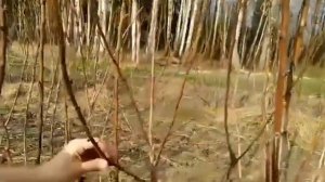 Как формировать штамбовую малину