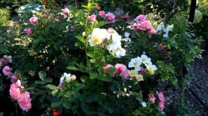 Розы обзор моих любимых сортов Шартрез дэ Парм, Роял Боника, A Shropshire Lad 5 часть