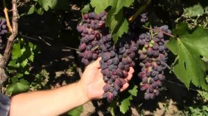 @Виноград КАРМАКОД. Синий виноград