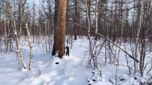 Промысел соболя в Якутии. Проверка капканов. Часть 4. Оттепель.